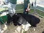 beef-week 028